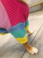 a dog wearing a colorful sweater on its back