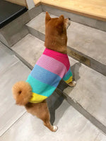 a dog wearing a colorful sweater standing on some steps