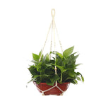 a potted plant hanging from a rope