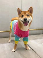 a small dog wearing a colorful sweater and smiling