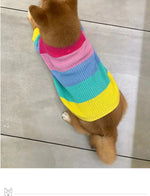 a brown dog wearing a colorful sweater looking up